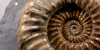 Ammoniten: Faszinierende Vielfalt
