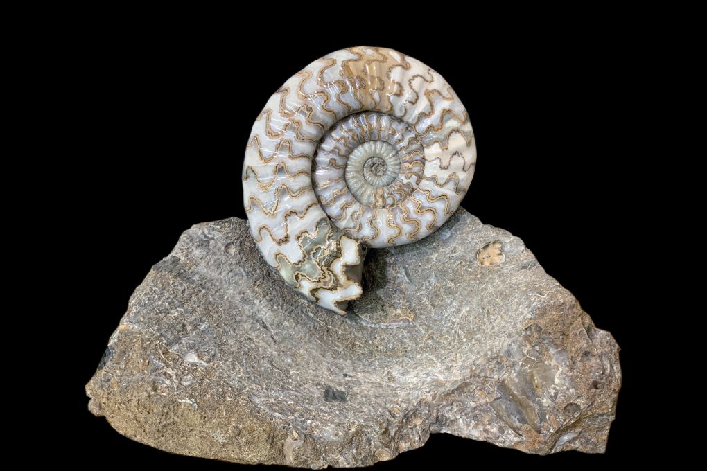 Ammonit Asteroceras sp, Jurassic, Lower Lias, Obtusum Zone, Frodingham Ironstone, 200 Millionen Jahre alt, Durchmesser Ammonit 15cm 