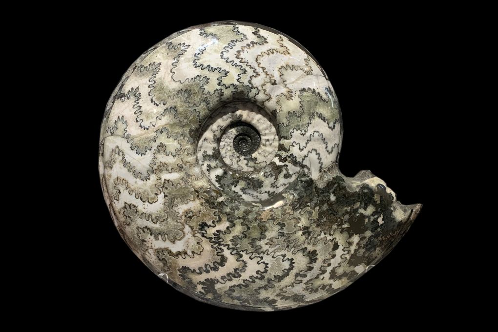 Ammonit Eparietites sp., Jurassic, Lower Lias, Obtusum Zone, Frodingham Ironstone, 200 Millionen Jahre alt, Durchmesser 42cm, not for sale 