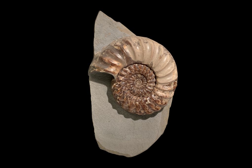 Weltklasse Asteroceras obtusum  Jurassic, Lower Lias, Obtusum Zone,  Black Ven, Lyme Regis, Dorset, UK, Grösse des Ammoniten 11cm 
