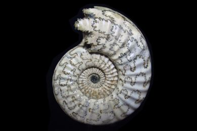 Ammonit Asteroceras sp, Jurassic, Lower Lias, Obtusum Zone, Frodingham Ironstone, 200 Millionen Jahre alt, Durchmesser 35cm, not for sale 