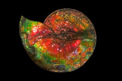 Traumhafter wunderschöner opalisierender bunter Ammonit, Ammolite genannt, aus Kanada, Breite 50cm 