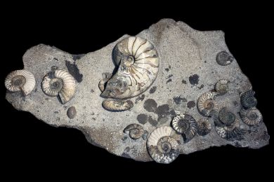 Stufe mit 15 Ammoniten Asteroceras sp und 1 Nautilus, Jurassic, Lower Lias, Obtusum Zone, Frodingham Ironstone, 200 Millionen Jahre alt, Breite 92cm, not for sale 