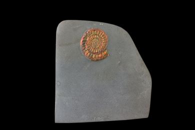 Caloceras johnsoni Jurassic, Lower Lias, Planorbis Zone 