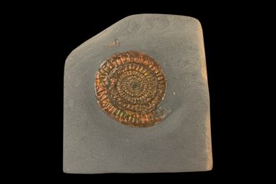 Caloceras johnsoni Jurassic, Lower Lias, Planorbis Zone 