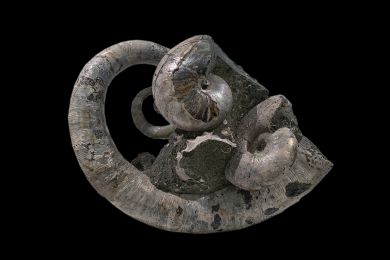 Ephamilina arcuata (grosser entrollter), Lymatoceras sp. (Nautilus gerippt), Desmoceras latidorsatum (dicker Ammonit), Desmoceras sp. ( klein scheibenförmig), Douvilleiceras sp. (Fragmente) Schnecken non det, Alter Kreide, Albien, Fundort Mahajanga, Madag 